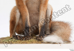 Leg Fox Animal photo references